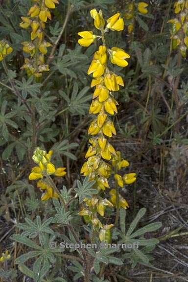 lupinus citrinus var citrinus 7 graphic